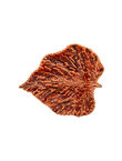 Hoja de Abedul Pequeña, Naranja, medium