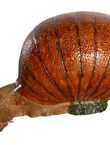 Caracol Gigante, , medium