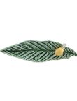 Hoja Níspero con Caracol, , medium
