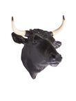 Cabeza Toro, , medium