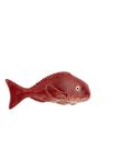 Pargo, , medium