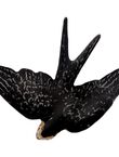 Golondrina Grande, , medium
