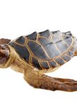 Tortuga Grande, , medium