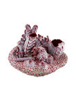 Deep Coral Reef, , medium
