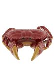 Buey de Mar, , medium