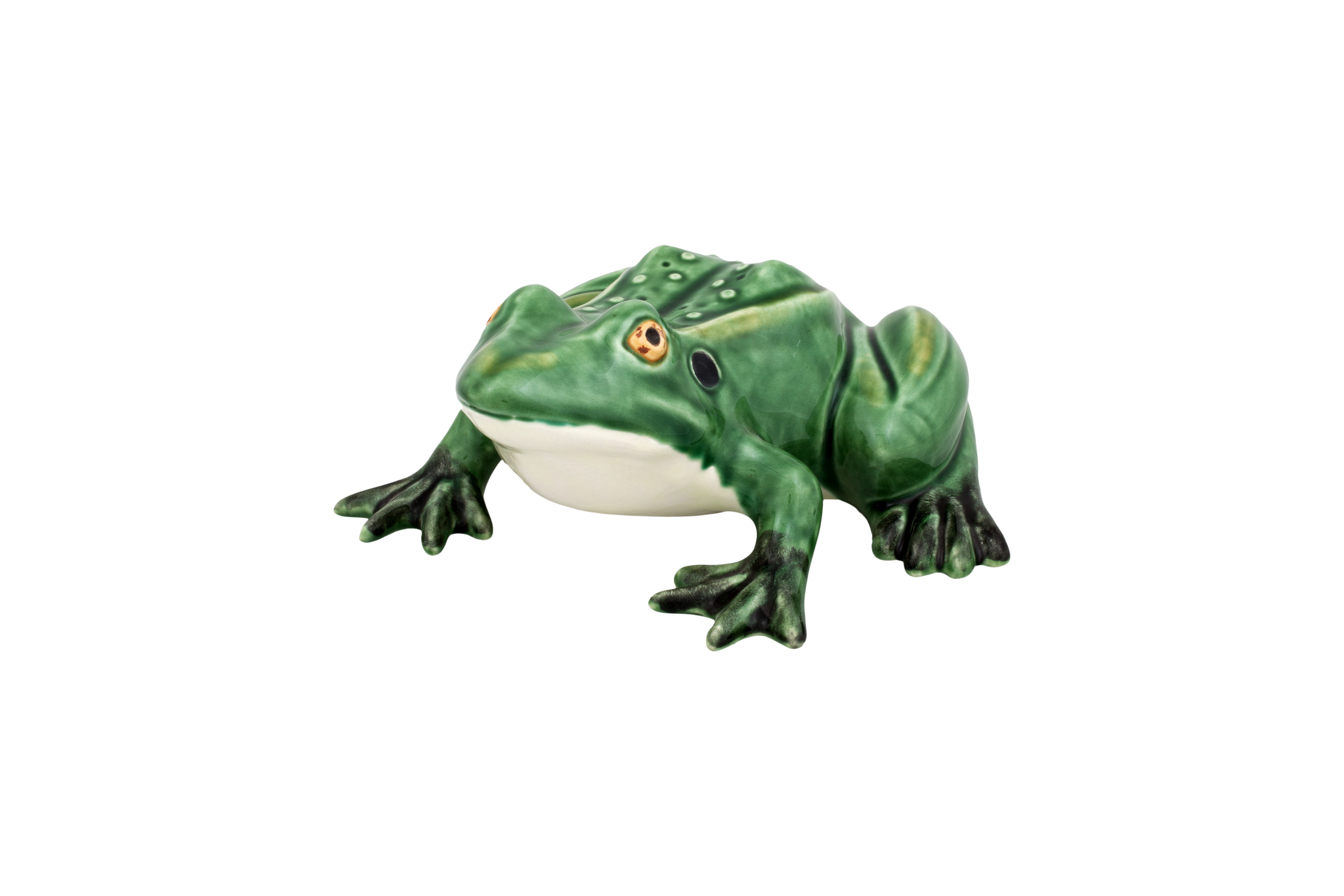 Rana Mediana Sentada