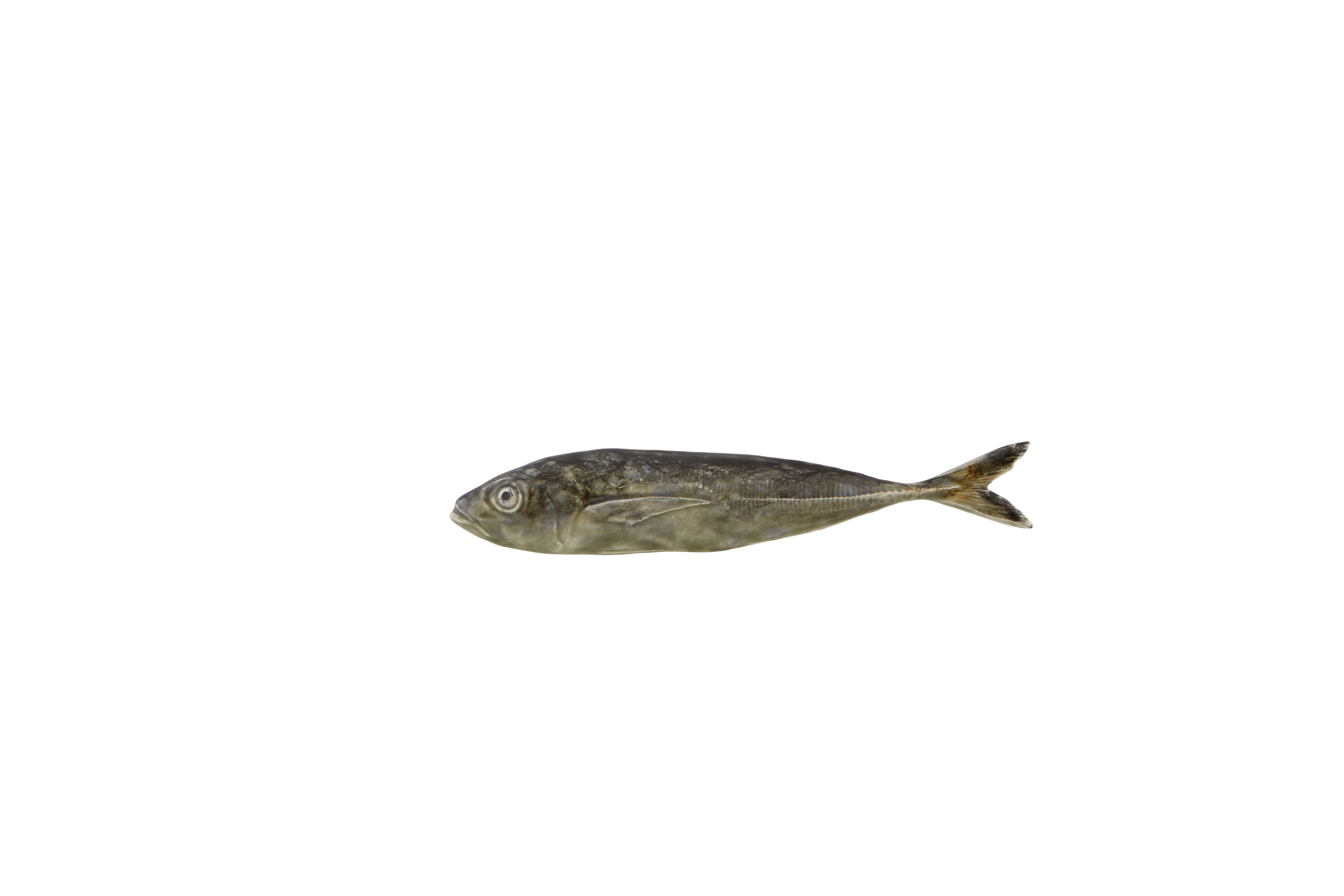 Jurel, , large